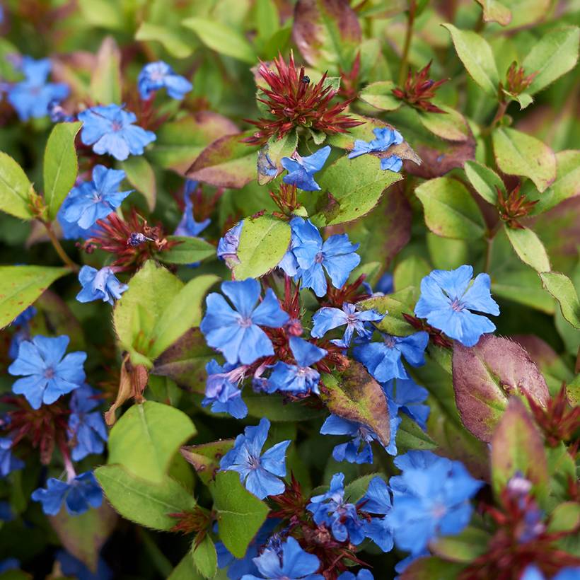 Ceratostigma plumbaginoides - Dentelaire Godet de 8/9 cm