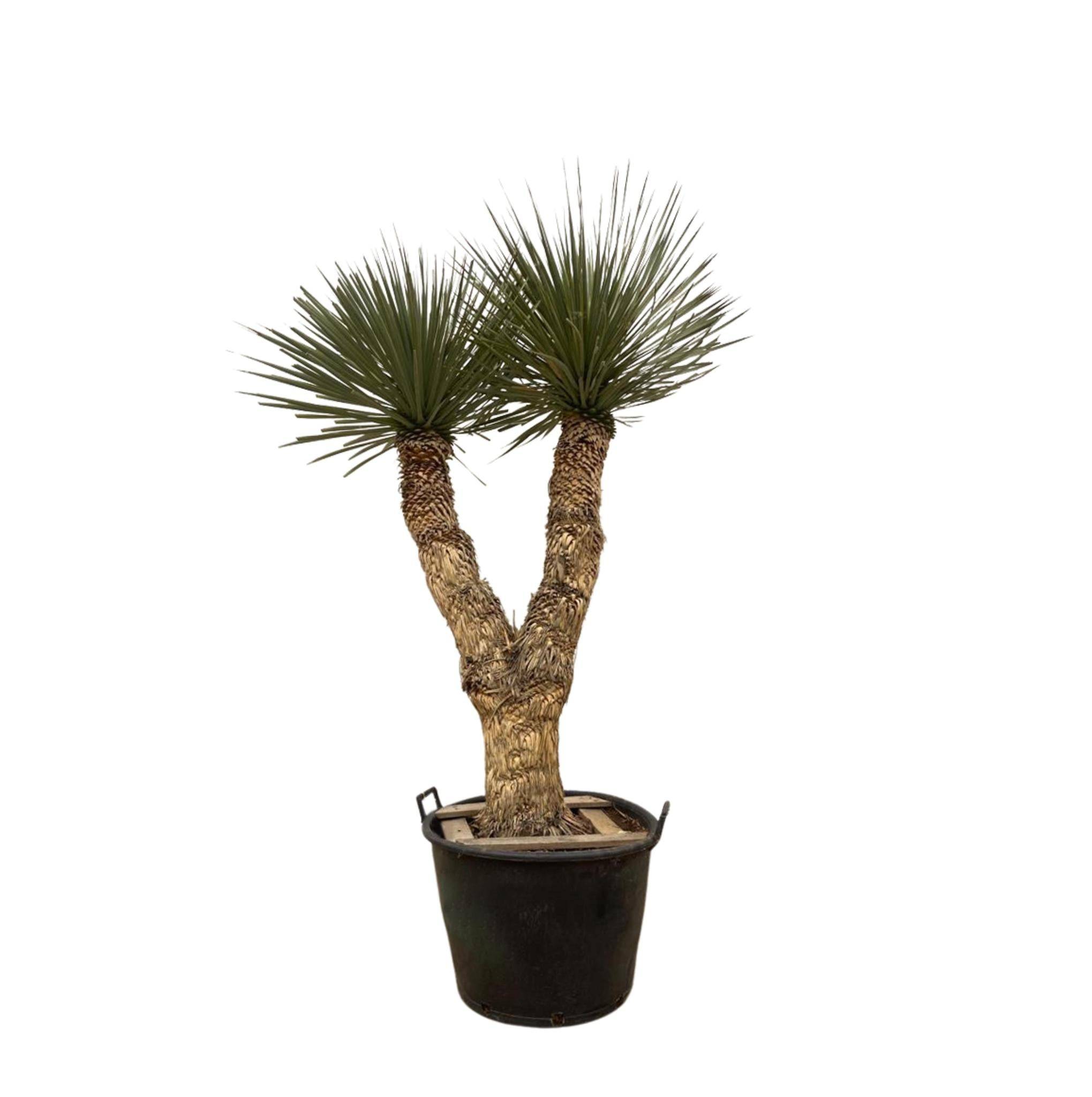 Yucca Rostrata Hidra - D60 H200cm