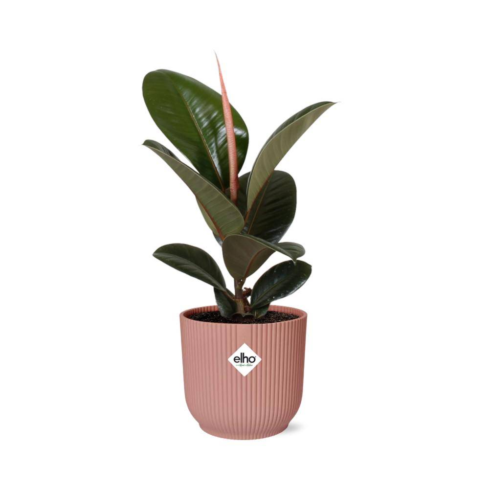 La Green Touch - Ficus Elastica 'Robusta' 14cm Rose - H35cm