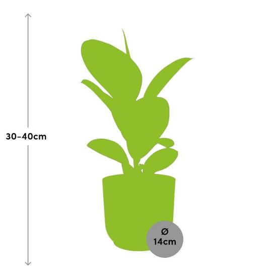 Ficus Elastica 'Robusta' 14cm Rose - H35cm - Image 3