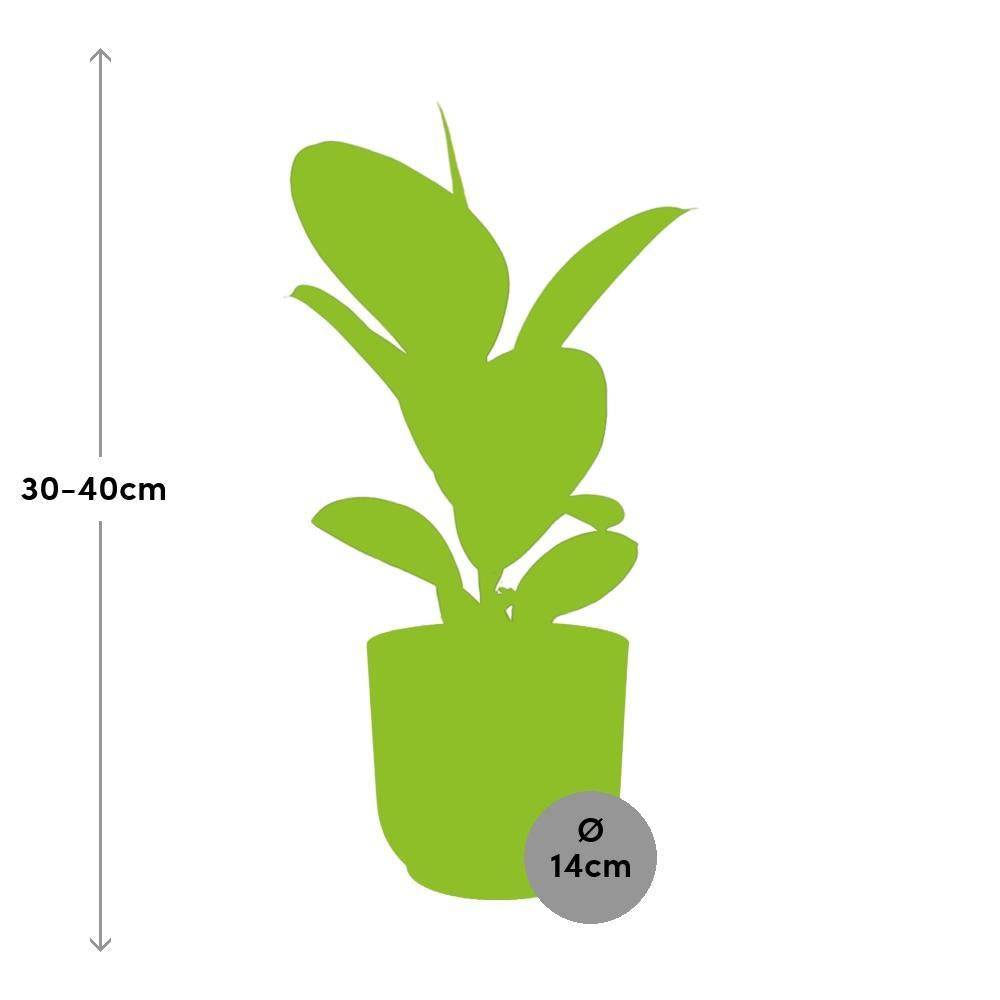 Ficus Elastica 'Robusta' 14cm Rose - H35cm - Image 3