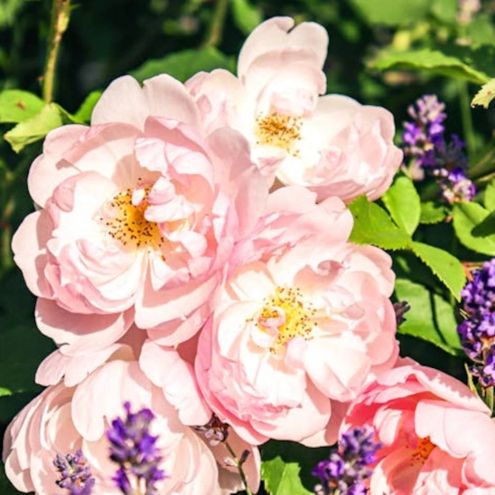 Rosier grimpant Parfum d'Evita® 'Barise' à fleurs Rose/ - feuillage Caduc - Pot de 3L - Echelle bambou 60/120 cm