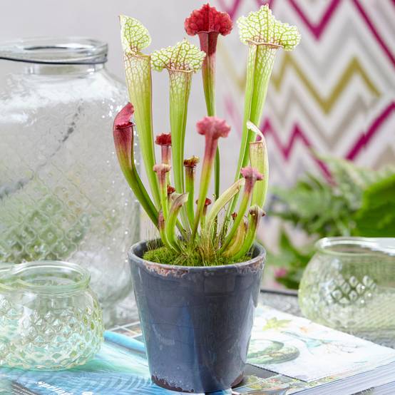 Gardenersdream - 1 X Sarracenia Smoorii | Plante En Pot D'Intérieur De Qualité Supérieure | 20-30Cm Avec Pot - GardenersDream - Image 1