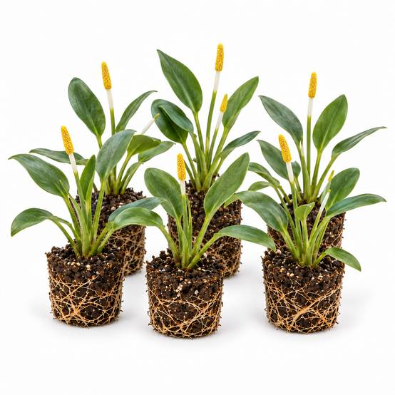 Massue dorée - Orontium aquaticum - 12 plantes - Image 1