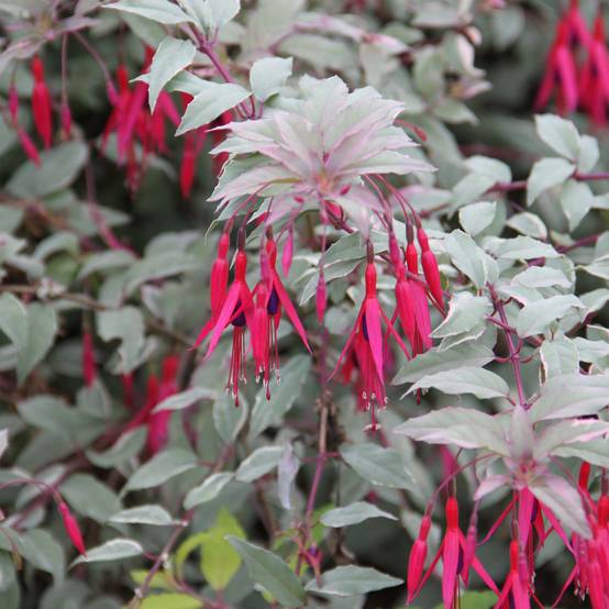 Fuchsia magellanica Versicolor Godet de 7/8 cm