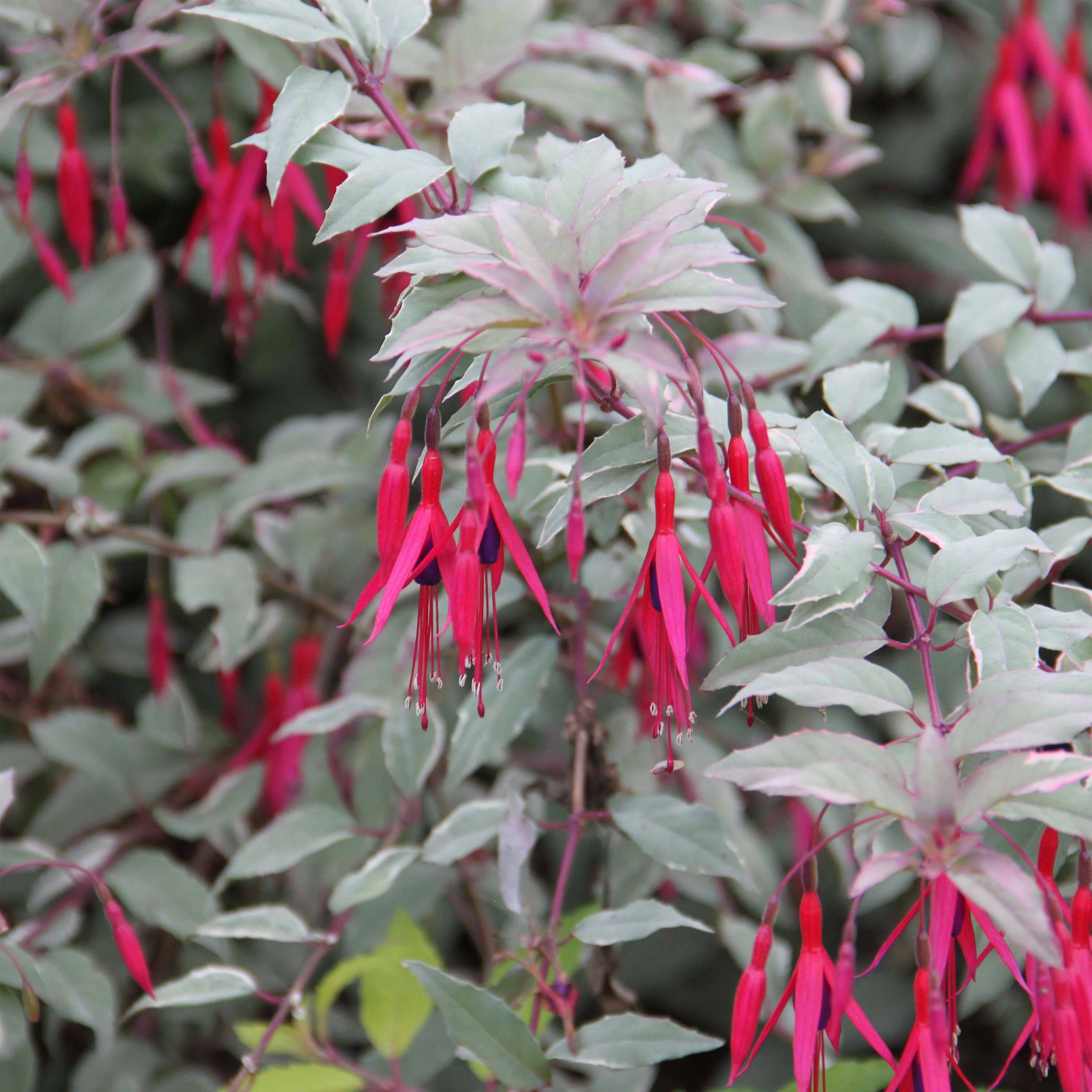 Fuchsia magellanica Versicolor Godet de 7/8 cm