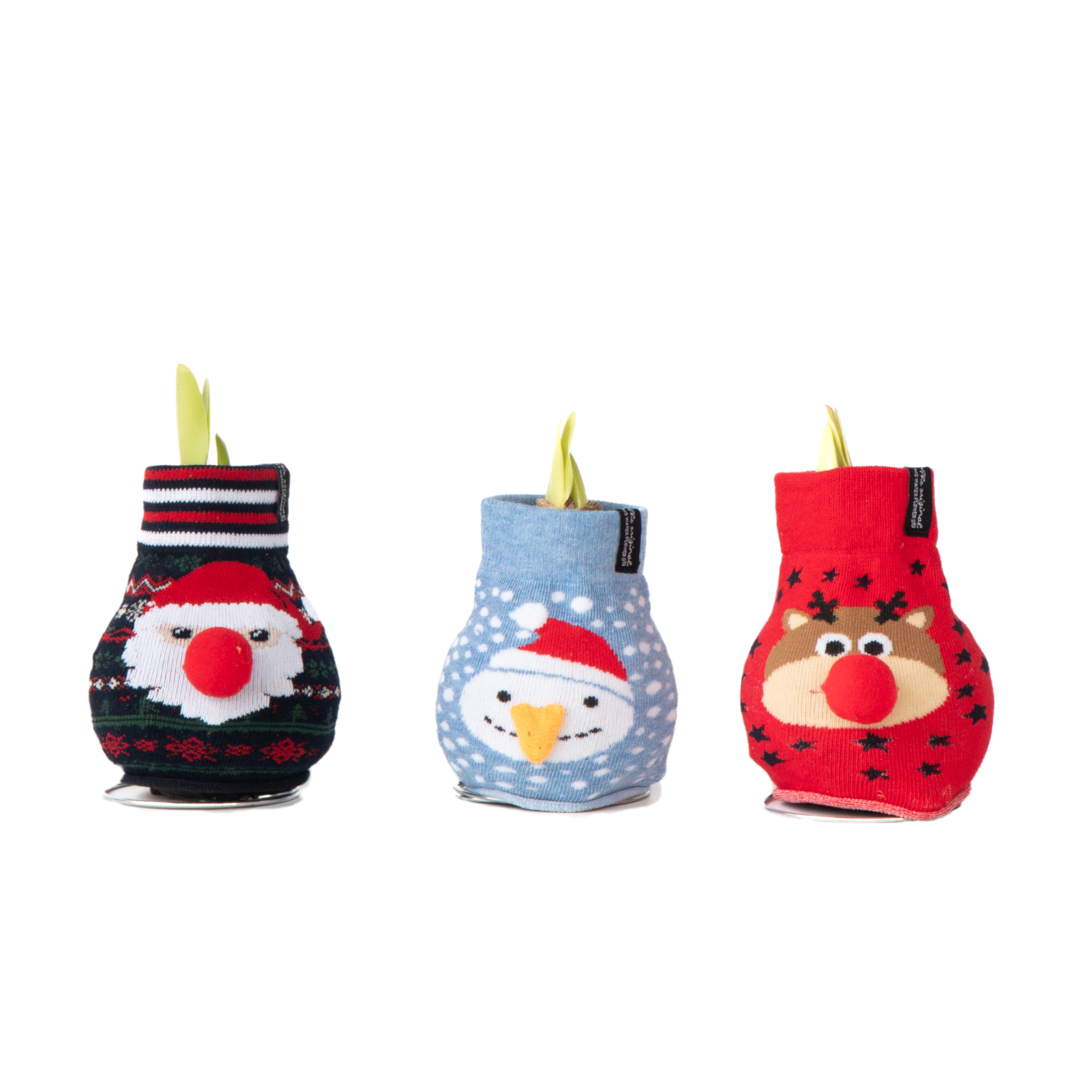 Plant In A Box - Amaryllis - Set de 3 - Hippeastrum 'Xmas Sweater Mix' - Bulbe de fleur - Rouge - Image 1