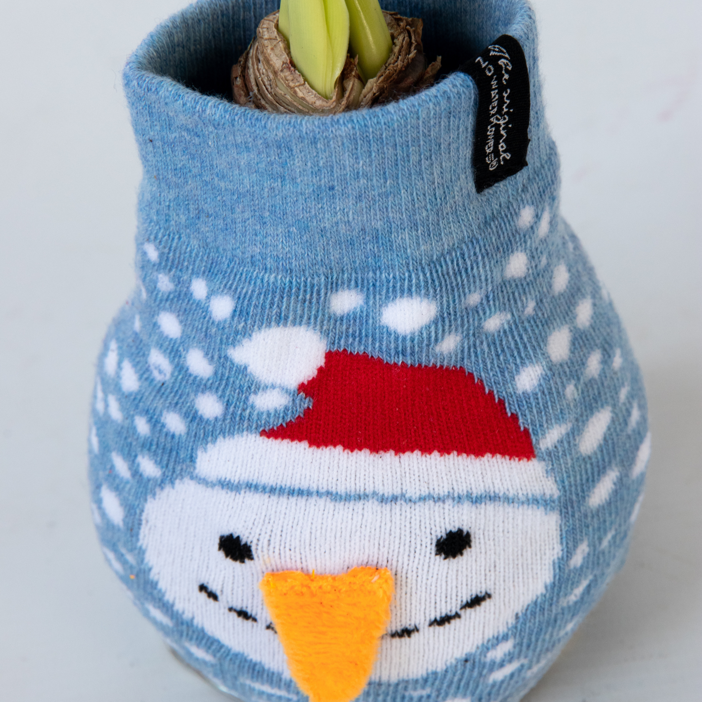 Plant In A Box - Amaryllis - Set de 3 - Hippeastrum 'Xmas Sweater Mix' - Bulbe de fleur - Rouge - Image 5