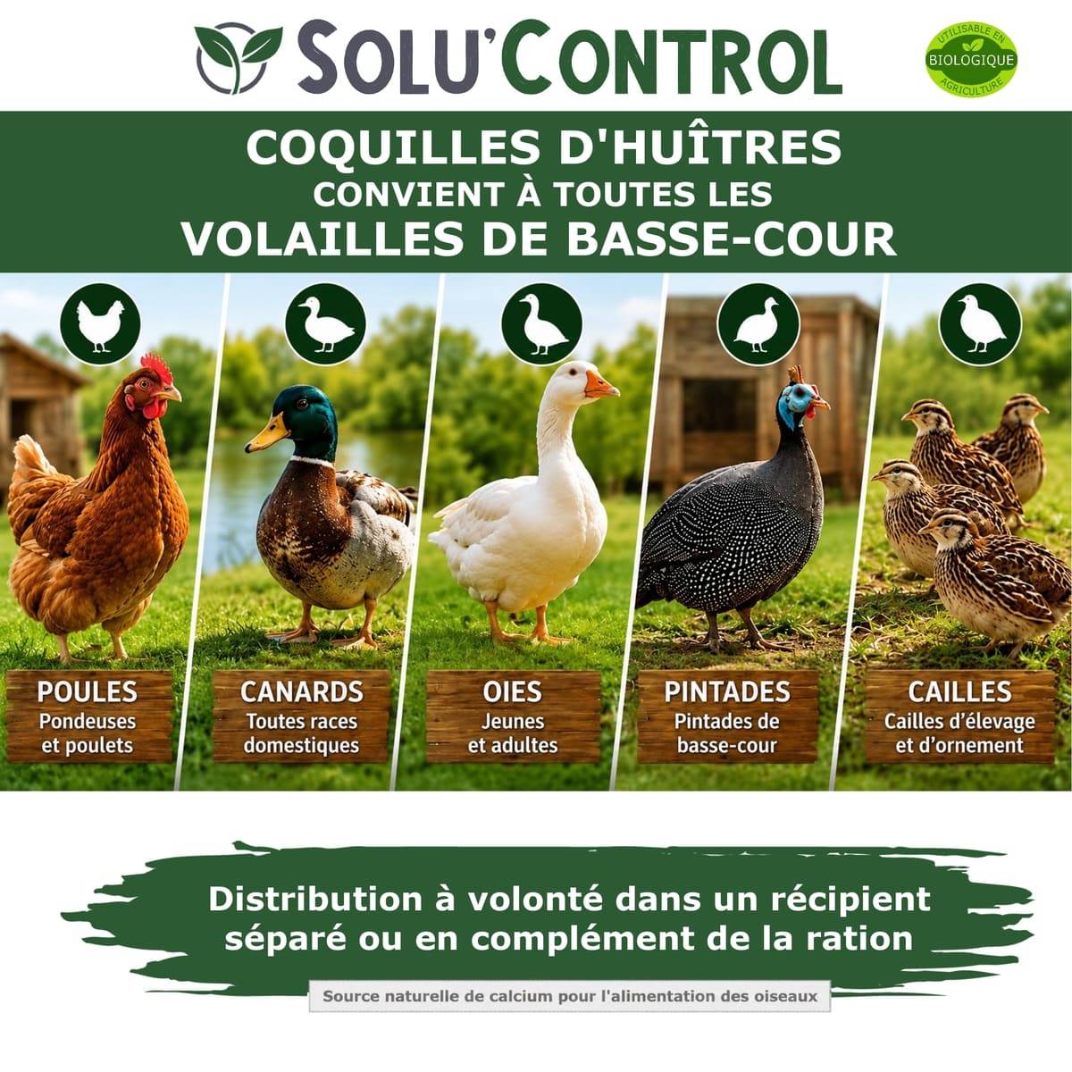 5 kg Écailles de Coquilles d'Huîtres pour Volailles (Poules, oies, ...) - SOLU'CONTROL - Aliment Minéral- 38% Calcium - Image 4
