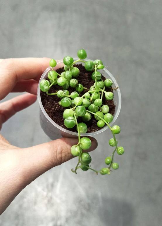 Senecio Rowleyanus Variegata - Chaîne de Perle panachée D. 9cm H. 10cm - Plante d'intérieur - IndoorPoppies - Image 4