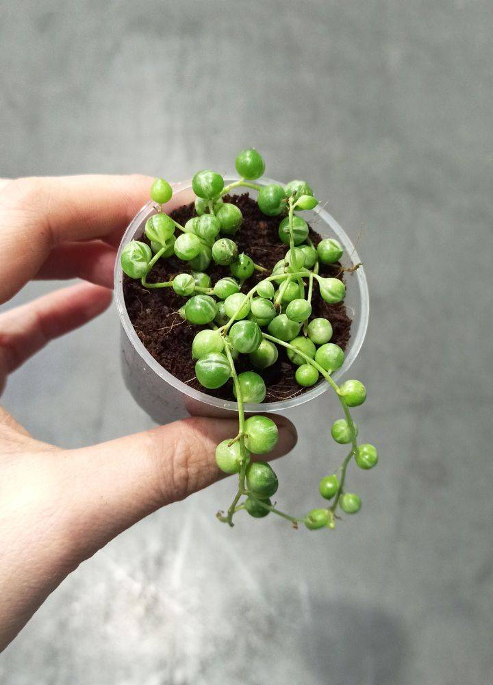 Senecio Rowleyanus Variegata - Chaîne de Perle panachée D. 9cm H. 10cm - Plante d'intérieur - IndoorPoppies - Image 4