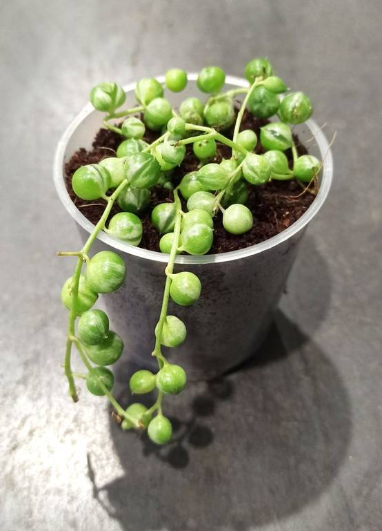 Senecio Rowleyanus Variegata - Chaîne de Perle panachée D. 9cm H. 10cm - Plante d'intérieur - IndoorPoppies - Image 3