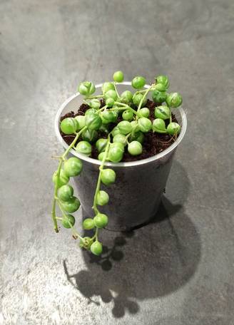 Senecio Rowleyanus Variegata - Chaîne de Perle panachée D. 9cm H. 10cm - Plante d'intérieur - IndoorPoppies