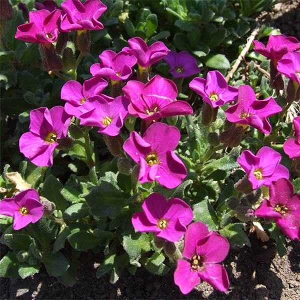 Aubriete Red Carpet Godet de 8/9 cm