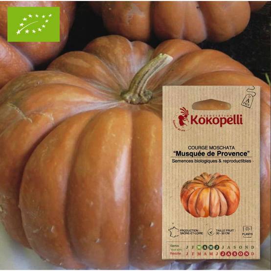 Courge Musquée de Provence- Graines bio à semer - Image 1