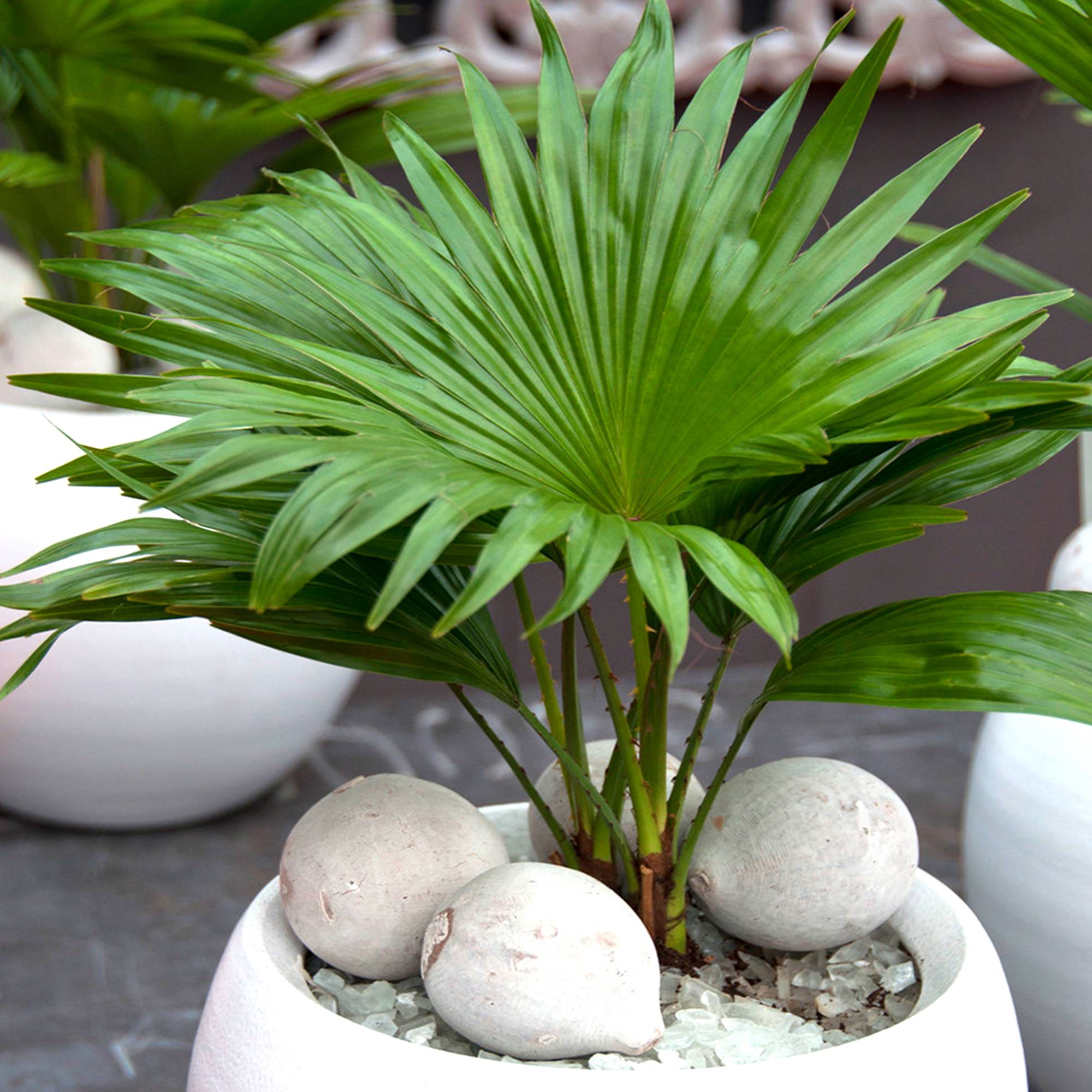 Gardenersdream - Plante D'Intérieur - Palmier Livistona - Plante Tropicale Décorative Cadeau En Pot 12 Cm - GardenersDream - Imagen 1