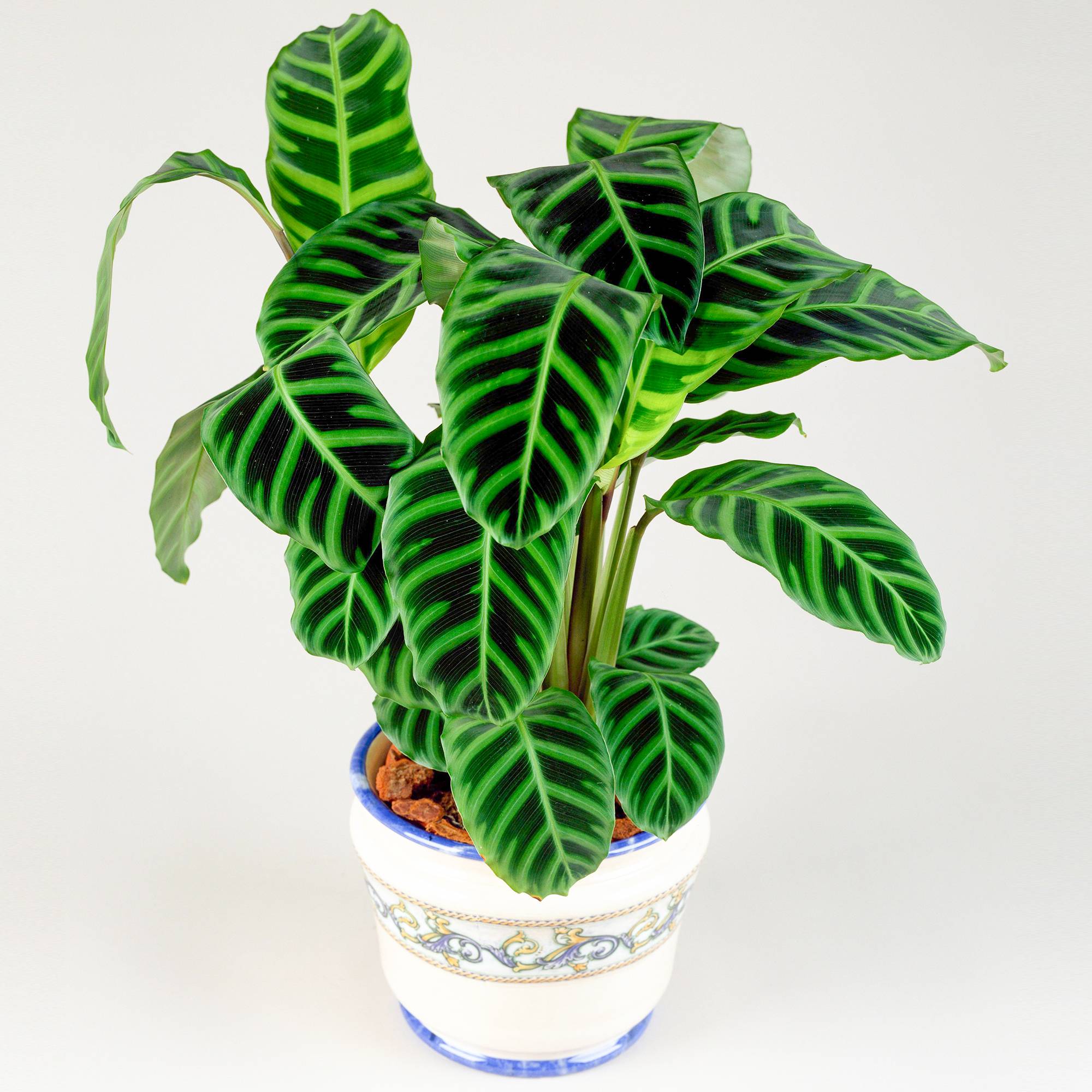 Gardenersdream - 30-40 Cm Calathea Zebrina Plante Zébrée | Parfaite Pour La Maison Ou Le Bureau - GardenersDream - Imagen 1