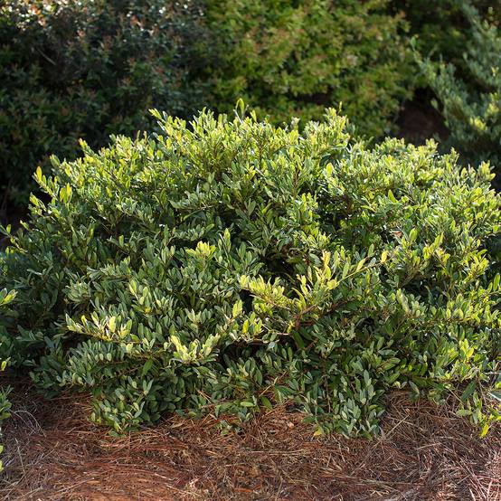 Distylium Swing Low First Editions Pot de 3L/4L