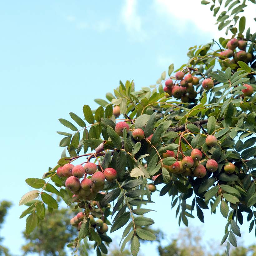 Cormier, Sorbier domestique - Sorbus domestica Pot de 3L/4L