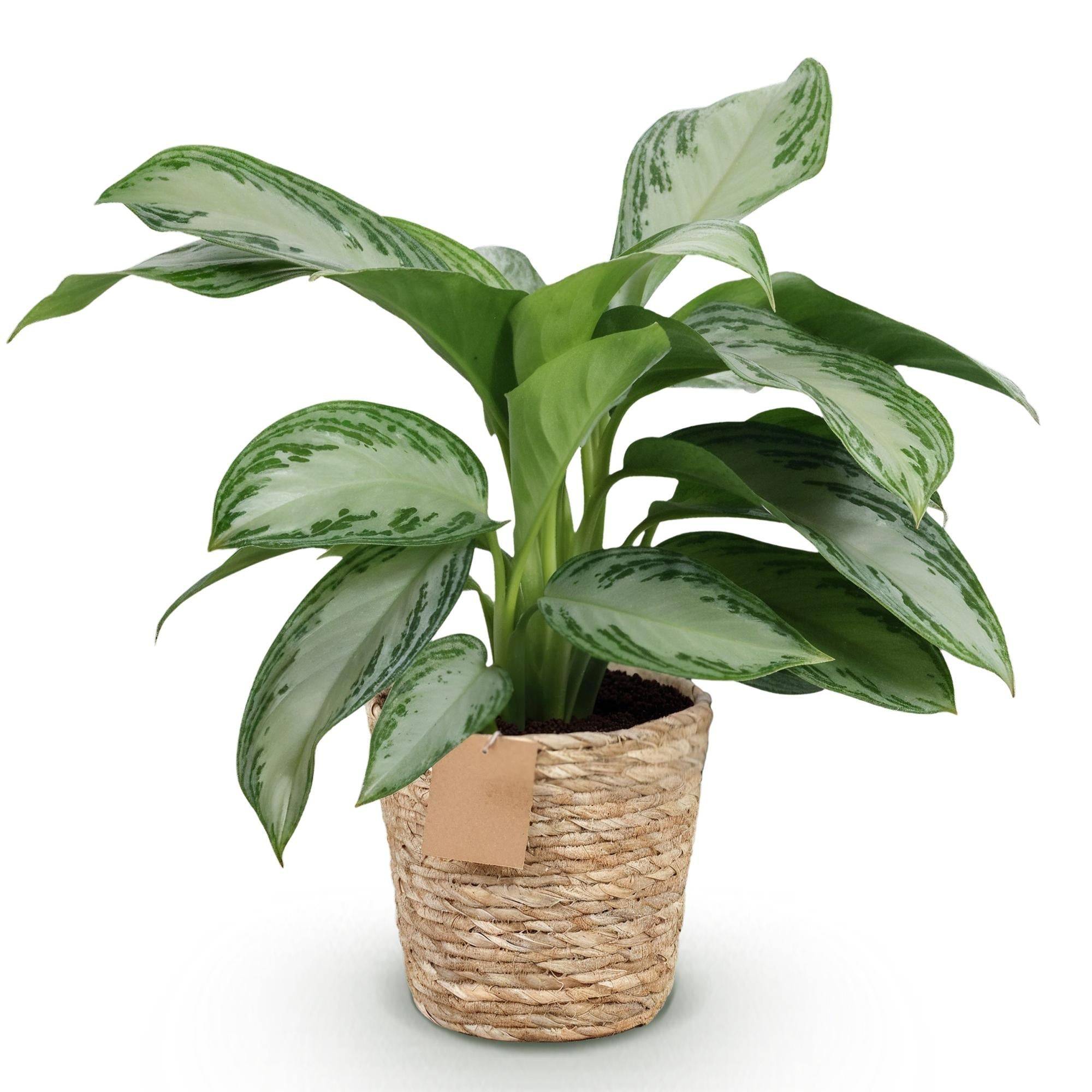 La Green Touch - Aglaonema Silver Bay - D17 H75cm - Image 4
