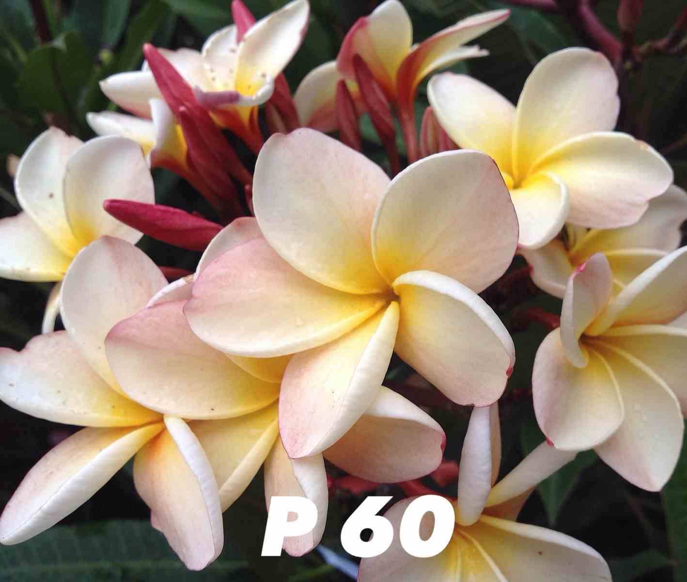 Sans Marque - Plumeria rubra "P60" (frangipanier) Taille:Pot de 2 litres ? 20/30 cm - Couleur floraison:Blanc/jaune/rose