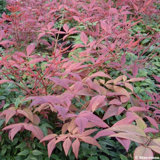 Nandina Obsessed Seika - Bambou sacré Godet de 8/9 cm - Image 1