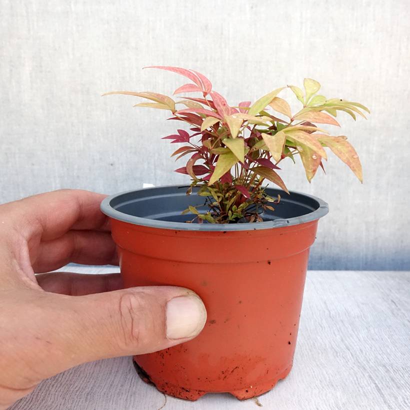 Nandina Obsessed Seika - Bambou sacré Godet de 8/9 cm - Image 2