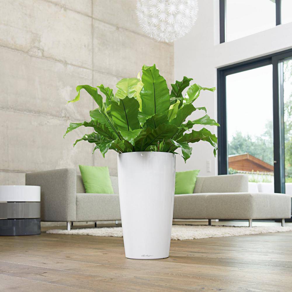 Lechuza - Pot Rondo Premium 32 - kit complet, blanc brillant Ø 32 cm Lechuza - Imagen 4