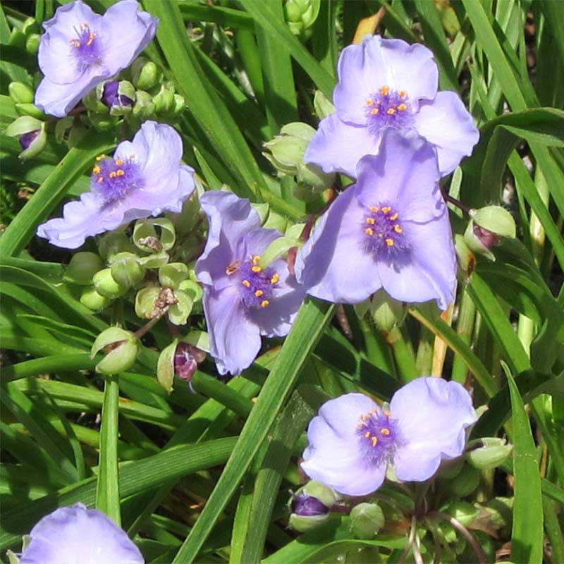Ephémère de Virginie - Tradescantia andersoniana Little Doll Godet de 8/9 cm