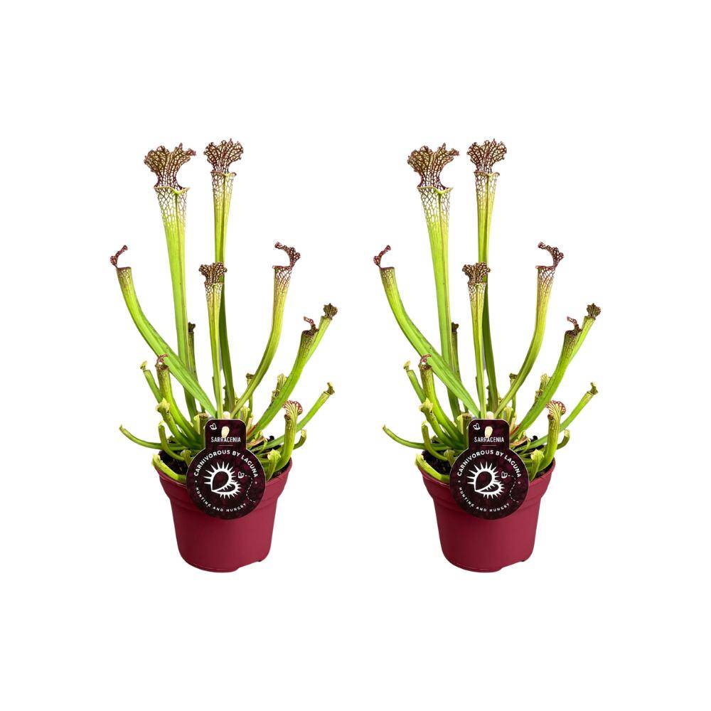 La Green Touch - Sarracenia Farnhamii - H40cm
