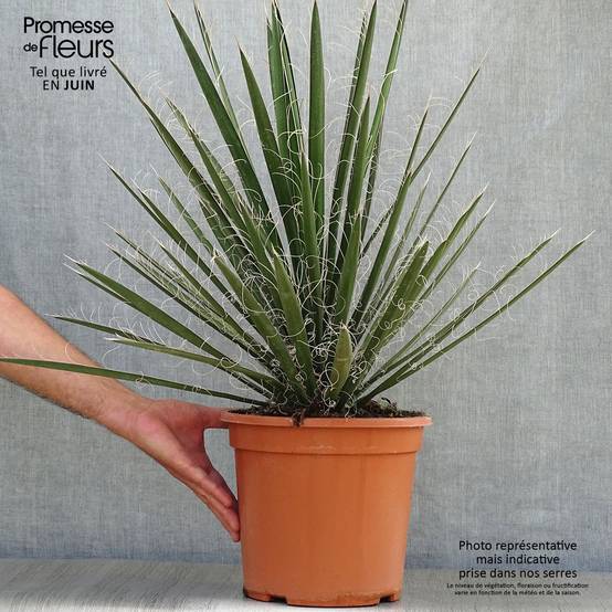 Promesse de Fleurs - Yucca filifera - Yucca filifère Pot de 7,5L/10L - Image 2