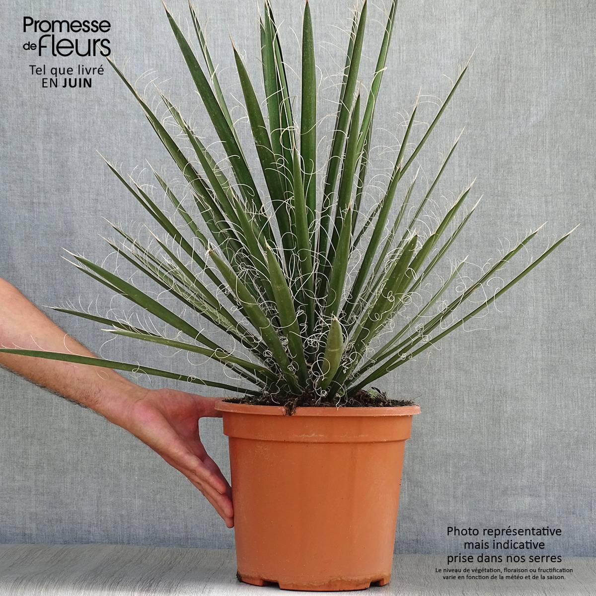 Promesse de Fleurs - Yucca filifera - Yucca filifère Pot de 7,5L/10L - Image 2