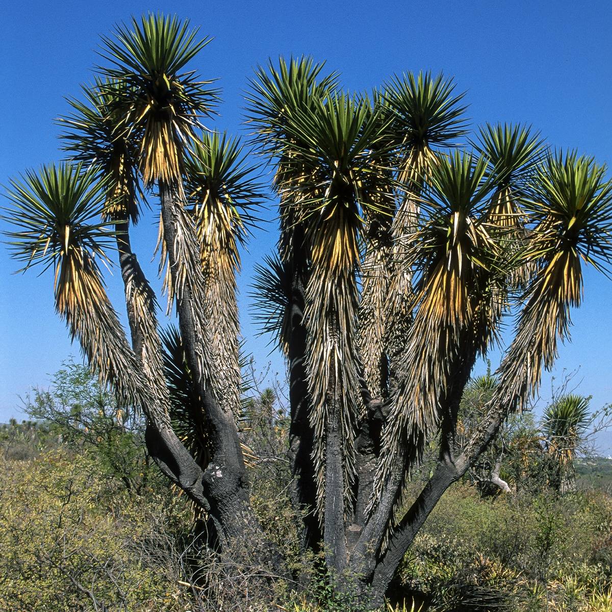 Promesse de Fleurs - Yucca filifera - Yucca filifère Pot de 7,5L/10L - Image 1