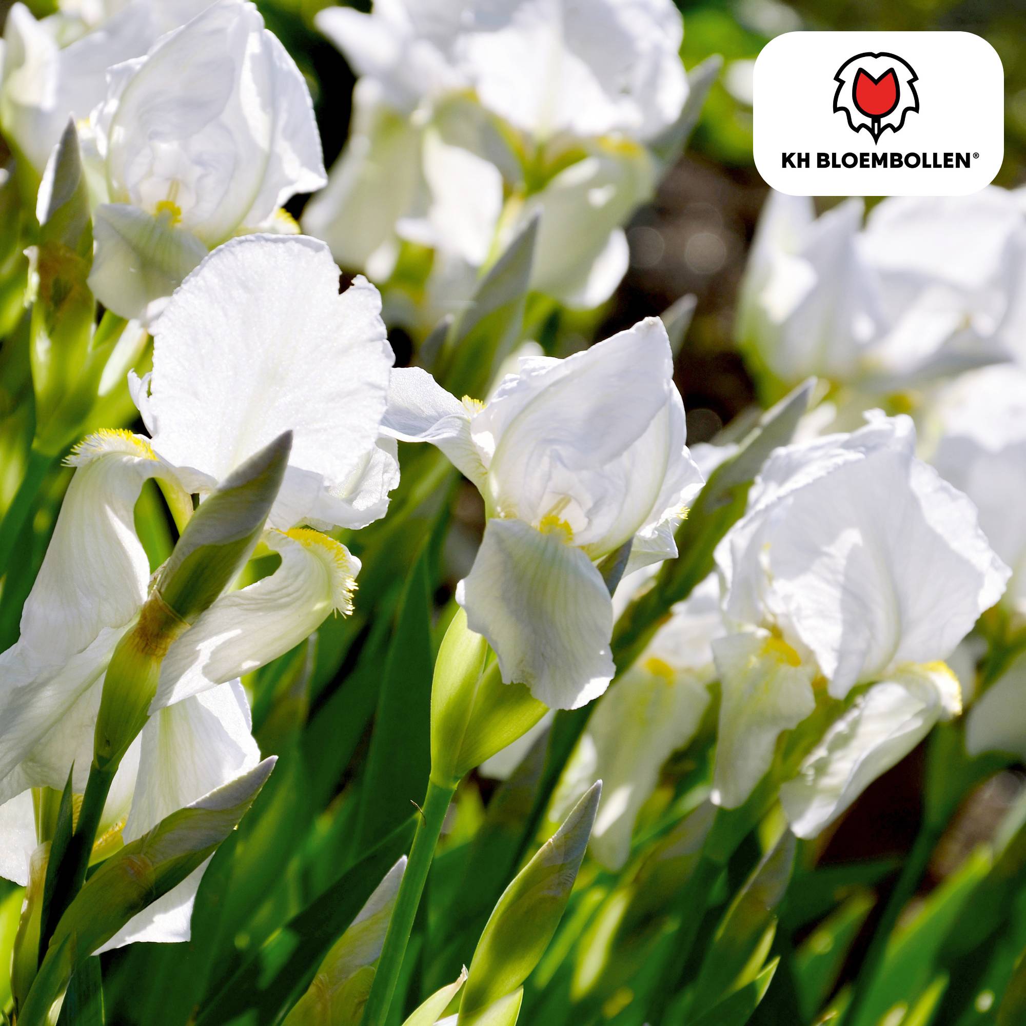 La Green Touch - Iris de Hollande Alaska - 25 bulbes - Image 1