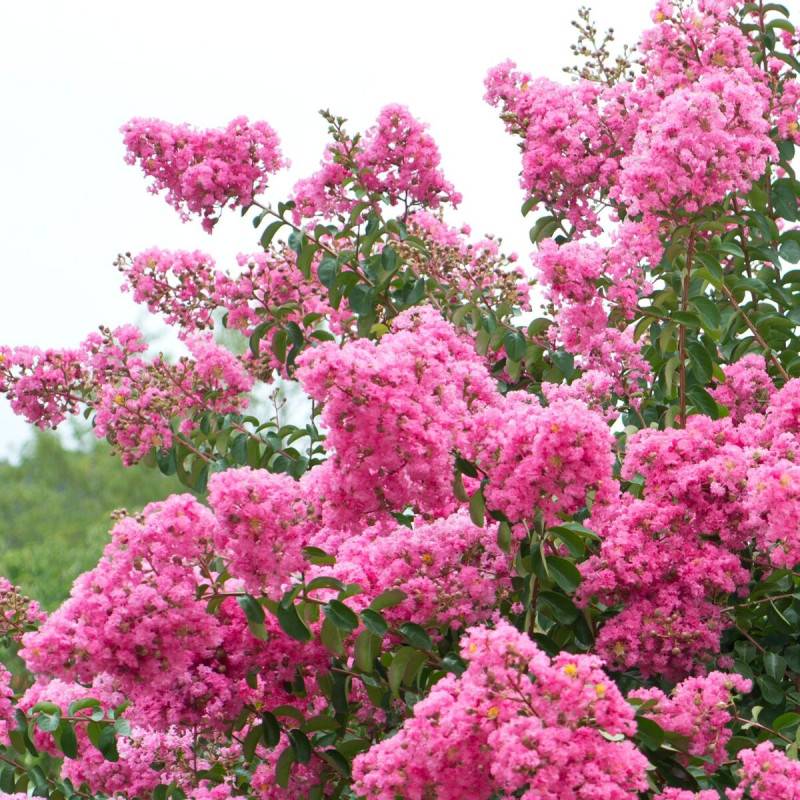 Lilas des Indes Rose, Lagerstroemia à fleurs Rose/ - feuillage Caduc - Pot de 4L - 40/60 cm - Image 1