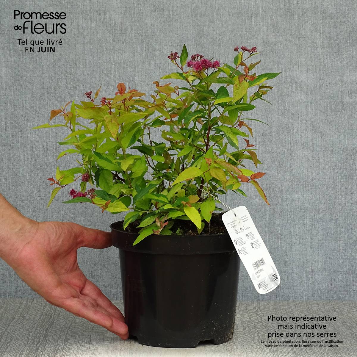 Promesse de Fleurs - Spirée japonaise Goldflame - Spirée japonaise Pot de 2L/3L - Image 2