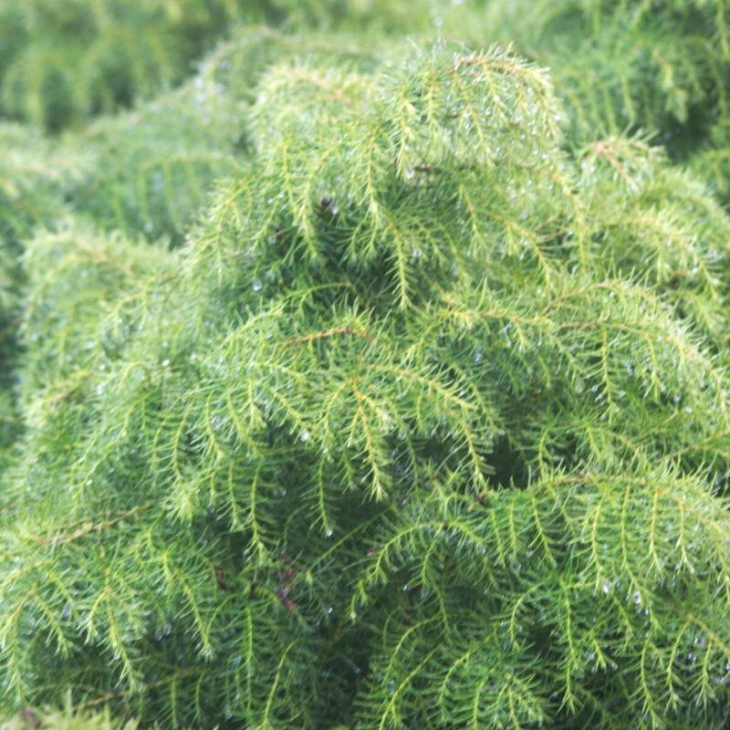 Cèdre du Japon Elegans Viridis, Cryptomeria - Pot de 10L - 60/80 cm