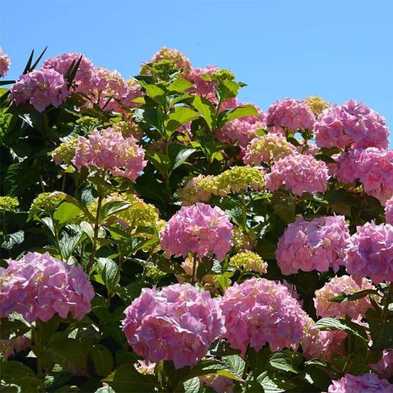 Promesse de Fleurs - Hortensia - Hydrangea macrophylla Bouquet Rose Pot de 2L/3L - Image 1