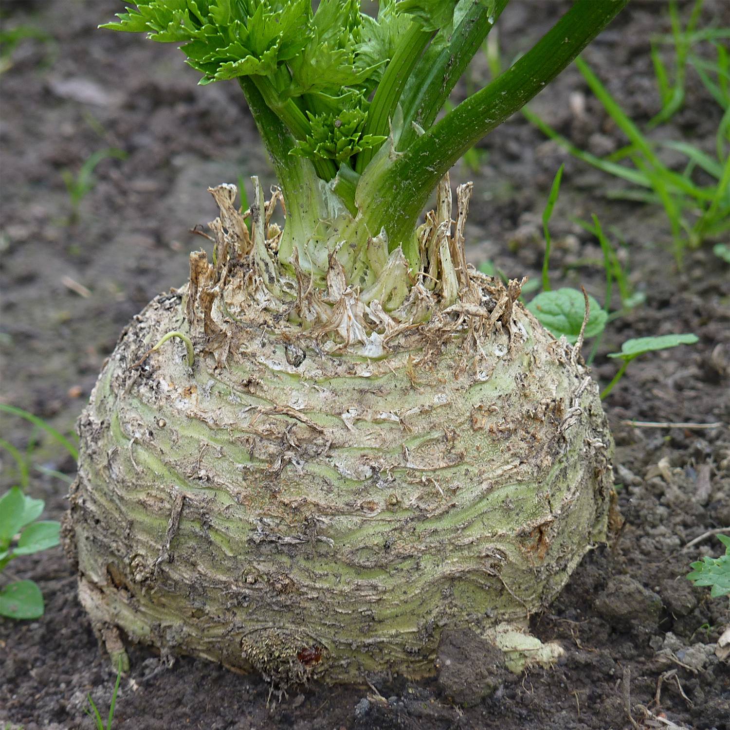 Céleri rave Géant de Prague - Apium graveolens le sachet de 2000 graines environ (1,5g)