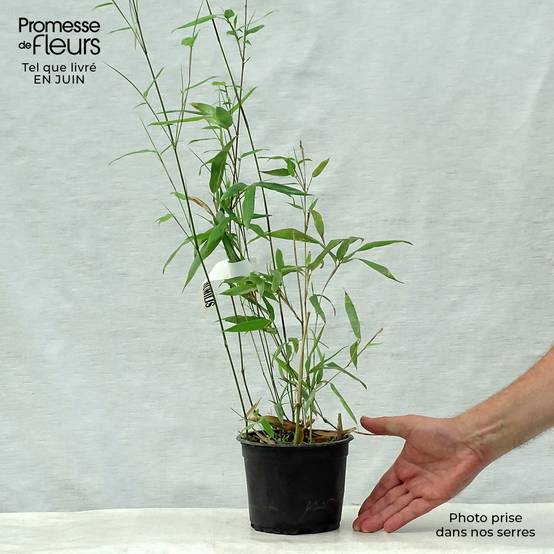 Phyllostachys humilis - Bambou moyen Pot de 2L/3L - Image 2