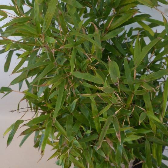 Phyllostachys humilis - Bambou moyen Pot de 2L/3L - Image 1