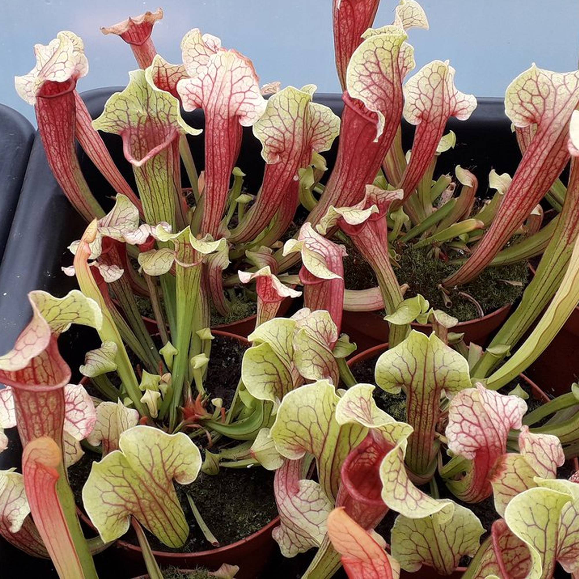 Gardenersdream - Sarracenia Smoorii Sarracénie À Trompette Pour La Maison Ou Le Bureau (20-30Cm Avec Pot) - GardenersDream - Image 2