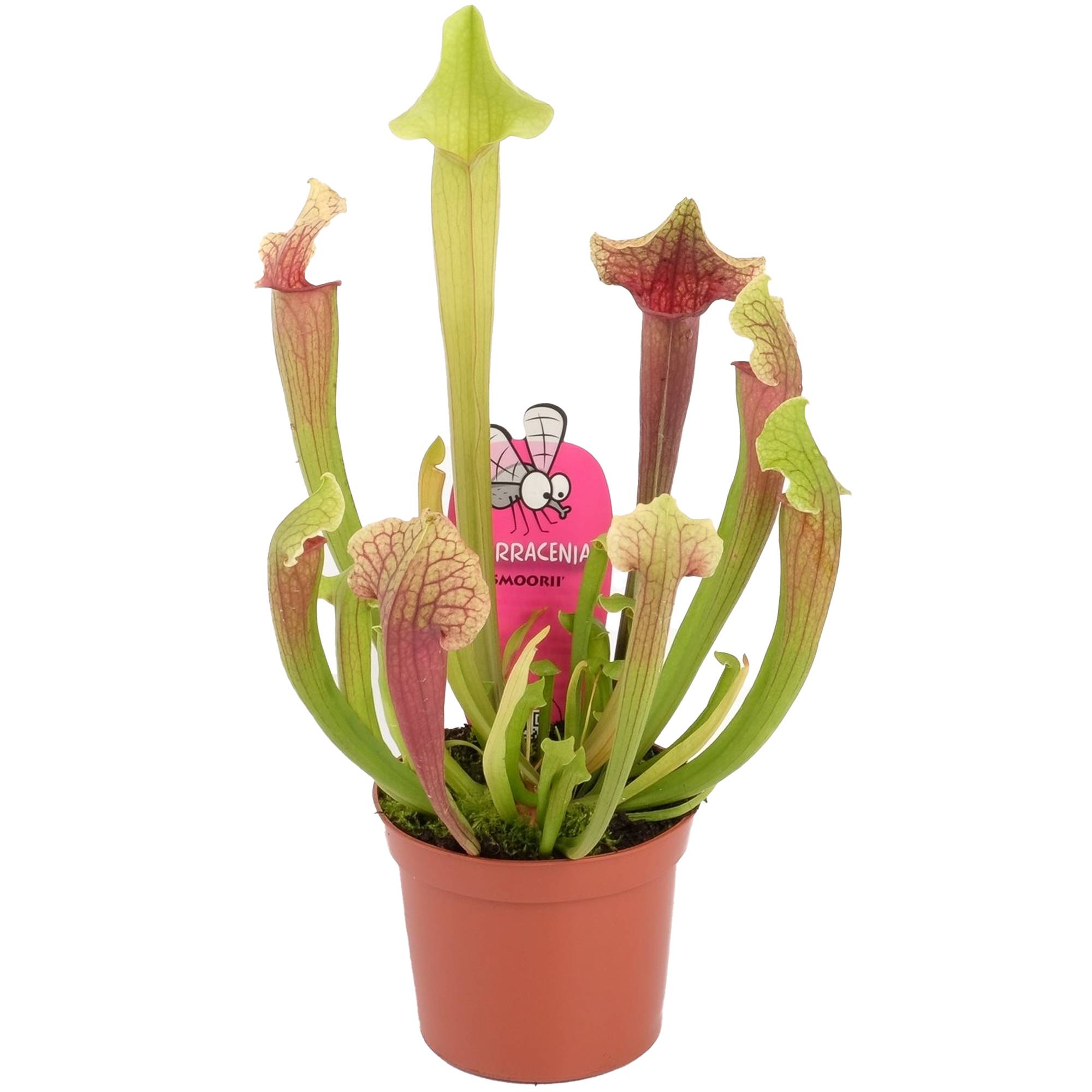 Gardenersdream - Sarracenia Smoorii Sarracénie À Trompette Pour La Maison Ou Le Bureau (20-30Cm Avec Pot) - GardenersDream