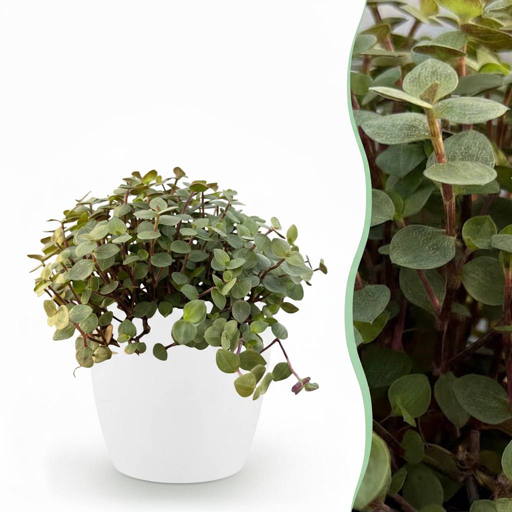 La Green Touch - Callisia repens - Callisie rampante - Avec cache-pot blanc - Pot Ø14 cm, H 20 cm - Image 1