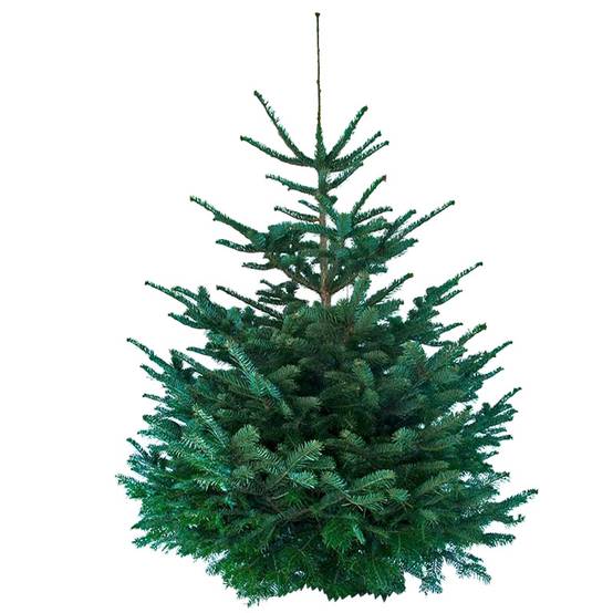 rapidsapin - Sapin de Noël Nordmann naturel 160-180 cm pied percé - Image 6