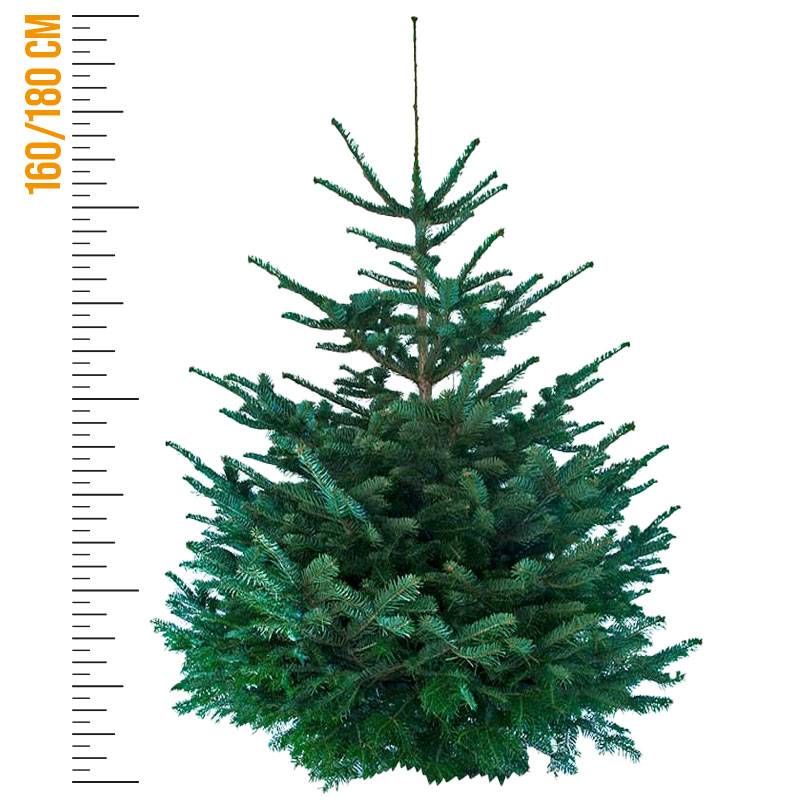rapidsapin - Sapin de Noël Nordmann naturel 160-180 cm pied percé - Image 4