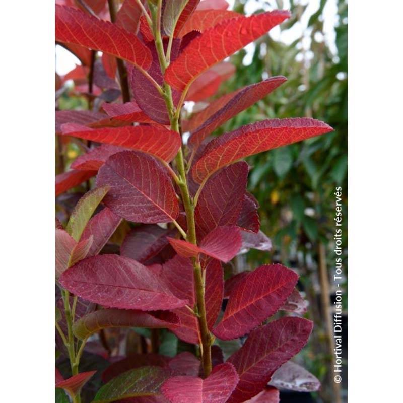 Promesse de Fleurs - Amelanchier canadensis October Flame - Amélanchier du Canada Pot de 4L/5L - Image 1