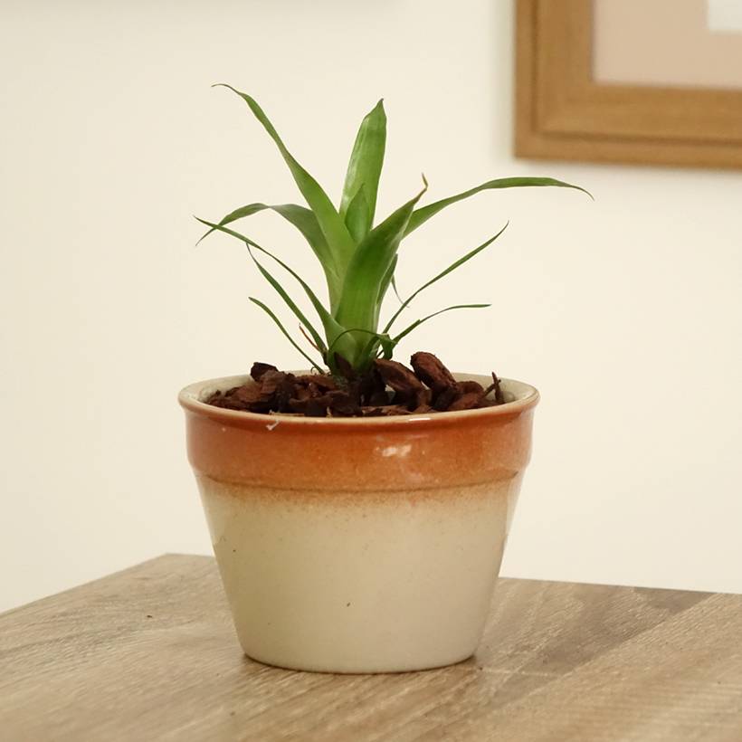 Promesse de Fleurs - Vriesea Delphinus Mini-plante