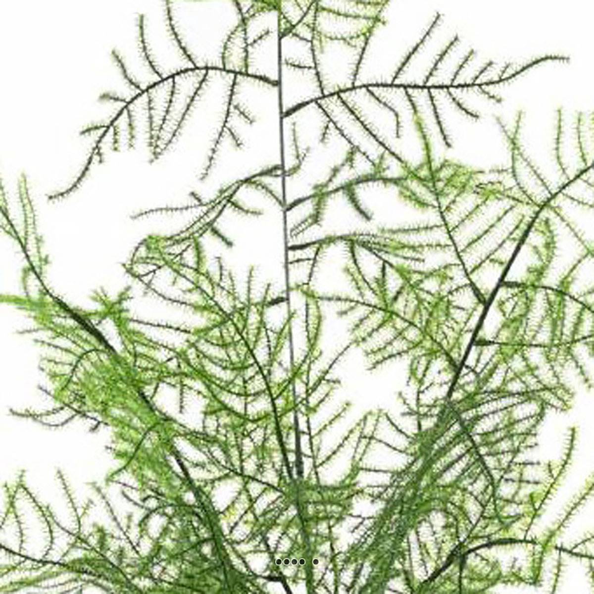 Artificielles - Asparagus artificiel en pot pour extérieur H 50 cm - Imagen 3