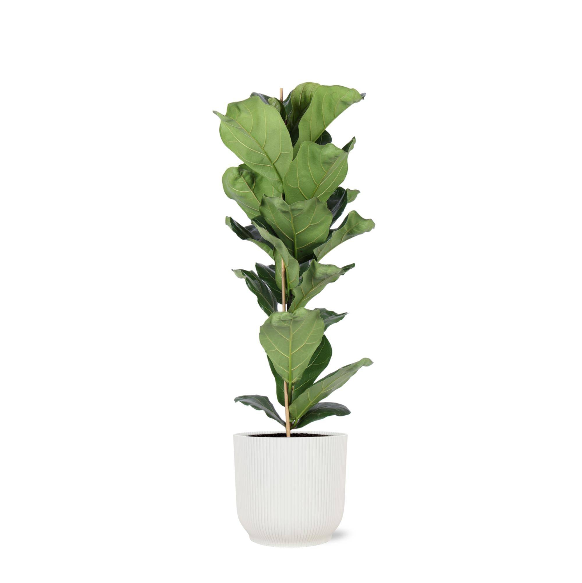 Ficus Lyrata et son pot- La Green Touch Relief Blanc - Hauteur 90cm